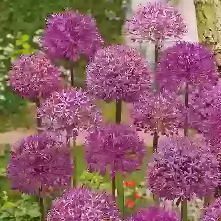 Purple Mix